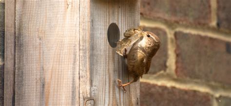 Ivel Valley Wild Bird Food | Which Nest Box for Which Bird - Ivel ...