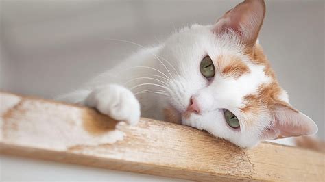 Urinary Tract Infections in Cats - Purrfect Love