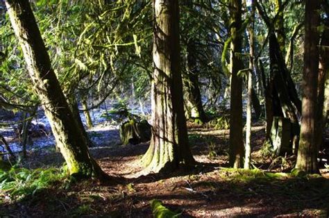 North Gales Creek Trail Hike - Hiking in Portland, Oregon and Washington