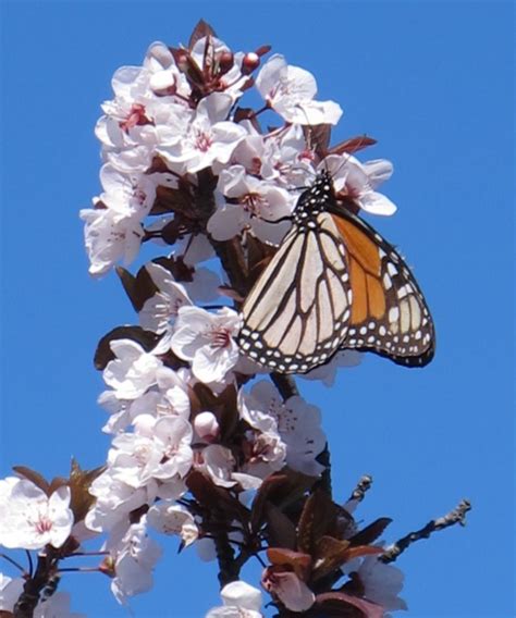 Ellwood Butterfly Preserve and Beach Fun Maps