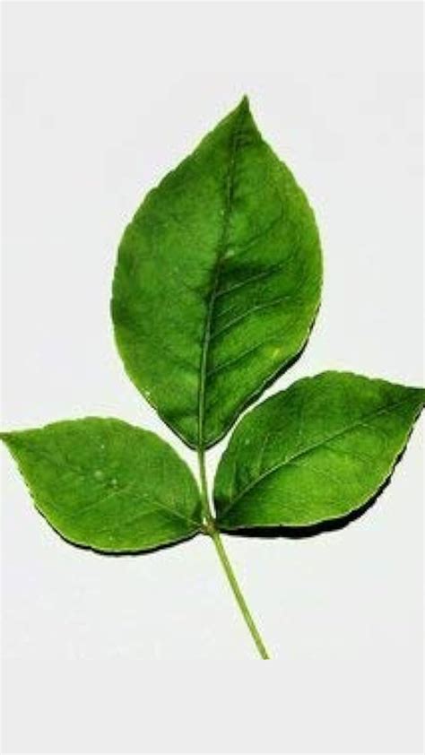 Belpatra tree should be planted in the house or not? - Edules