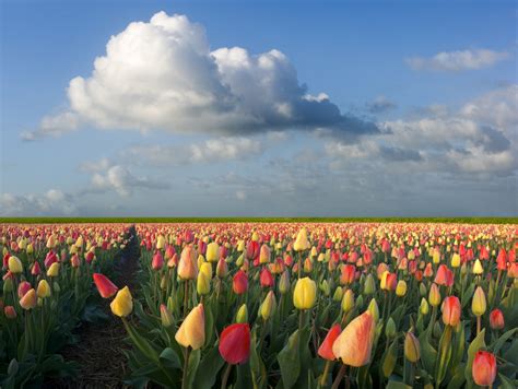 Crisis Pictures: Dutch tulip mania