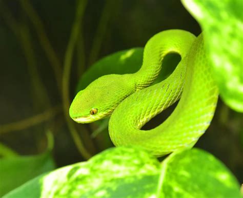 Top 10 Non-Venomous Snakes In The World