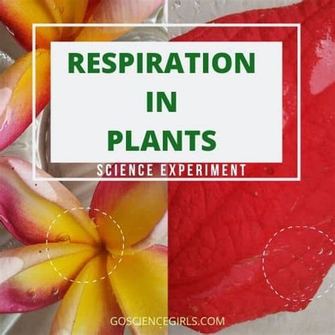 Respiration In Plants - Do Plants Breathe ? Experiment for Kids