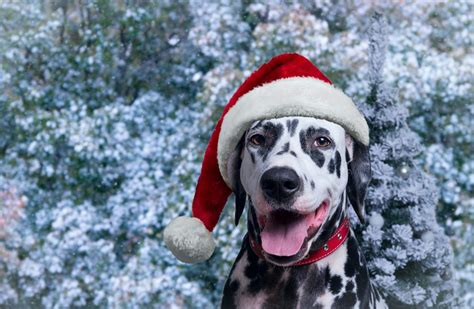 10 Christmas-inspired Dog Names for Your Holiday Puppy