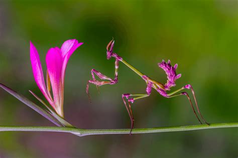 Praying Mantis Flower Camouflage | Best Flower Site