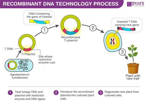 Is there a difference between a gene-edited organism and a 'GMO'? The question has important ...