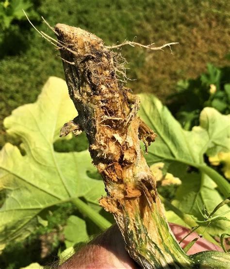 Squash Vine Borers and Pumpkins | University of Maryland Extension