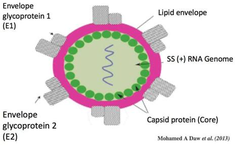 HCV structure. The surface of HCV is composed of Core protein, E1 and... | Download Scientific ...