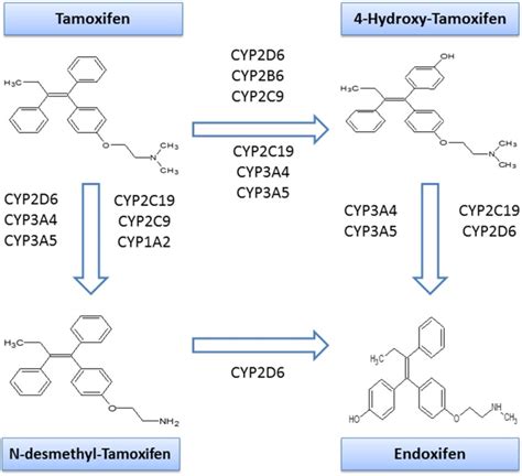 Effect of CYP3A4*22, CYP3A5*3, and CYP3A combined genotypes on ...