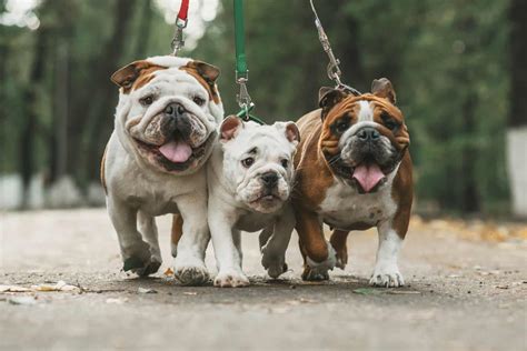 English Bulldog Colors: Cute Bulldog Colors Explained