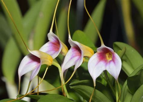 Masdevallia Orchid Hybrid stock photo. Image of plant - 53695946