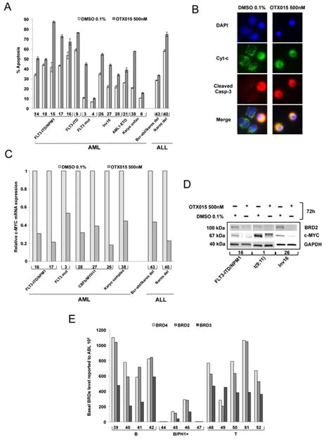 Oncotarget | BET inhibitor OTX015 targets BRD2 and BRD4 and decreases c-MYC in acute leukemia cells
