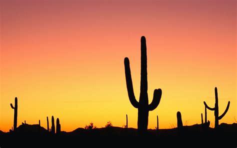 Desert Cactus Wallpapers - Top Free Desert Cactus Backgrounds ...