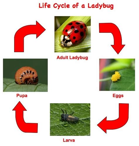 17 Best images about Ladybugs on Pinterest | Vocabulary word walls ...