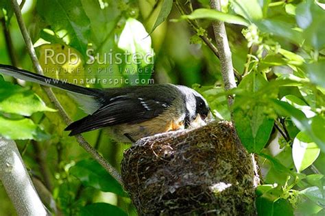 Native Fantail bird sitting on nest. Chicks beaks visible (Rhipidura fuliginosa), or Piwakawaka ...