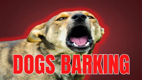 DOGS BARKING | ANGRY DOGS BARKING!! Sound Effects | Make Your Dog go ...