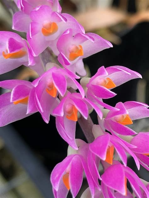 Dendrobium secundum ‘Pink x Alba’ Dendrobium, Specialty / Species ...