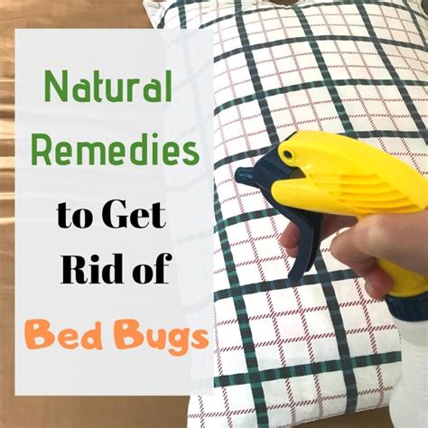 Bed Bug Home Treatment In Hindi | Review Home Co