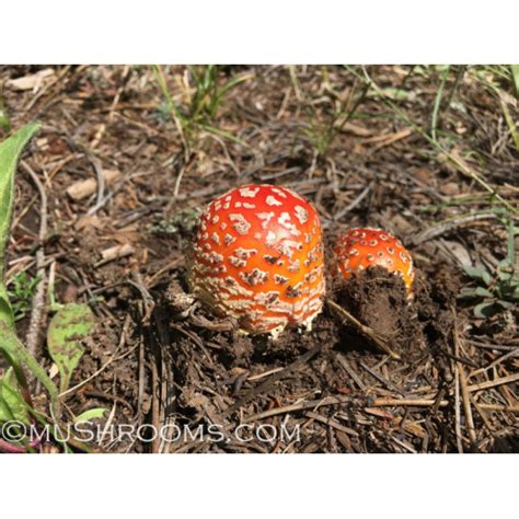 Amanita Muscaria Spore Print