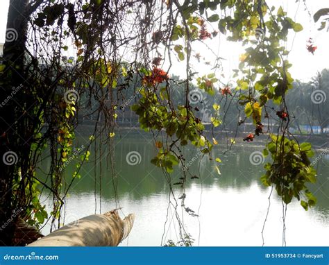 Sundarban Mangrove forest stock photo. Image of climate - 51953734