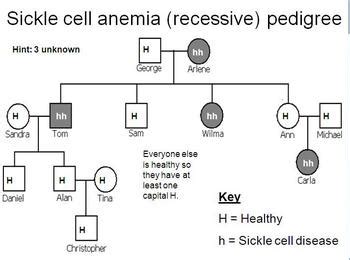 Genetic Pedigree PowerPoint and Cystic fibrosis worksheet by Beverly ...