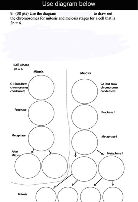 Blank Meiosis Diagram