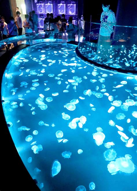 Jellyfish Boom in Japanese Aquariums 017 | JAPAN Forward