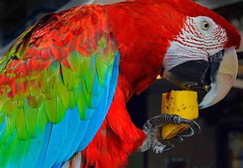 Parrot Diet and Nutrition Basics