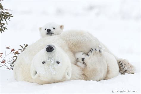 Manitoba polar bear picture wins grand prize, lands spot in Smithsonian | Globalnews.ca