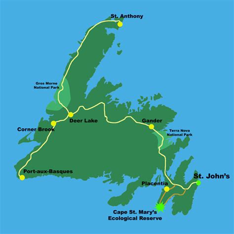 A Day Trip to Cape St. Mary's | Destination St. John's