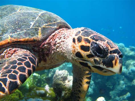 Sea Turtles Of The Indian Ocean | Olive Ridley Project