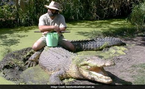 'Barefoot Bushman' Seriously Hurt After Australia Croc Attack