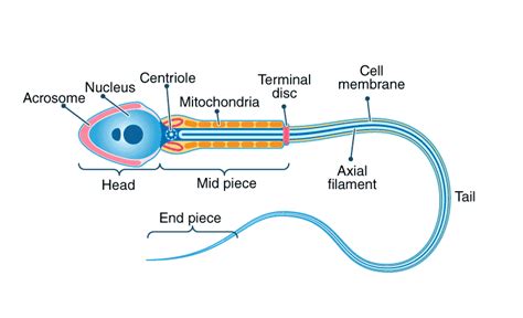 RBSE Solutions For Class 12 Biology Chapter 31: Gametogenesis in Human