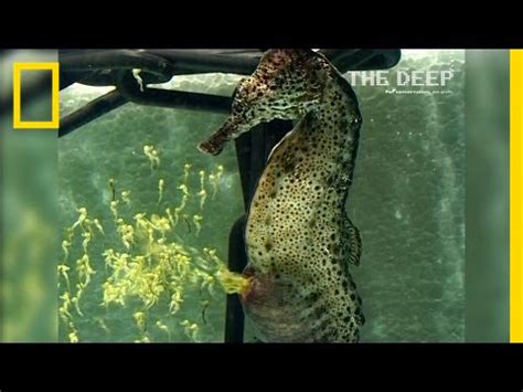 Seahorse Giving Birth Video