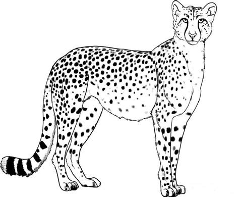 Cute Baby Cheetah Coloring Pages - Coloring Home