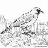 Crow Coloring Pages  Free & Printable sketch template