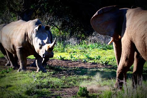 World Animal Day Elephant & Rhino | Kariega Game Reserve