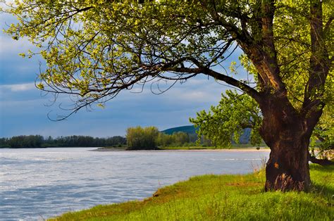 The Tree On The Bank Free Stock Photo - Public Domain Pictures