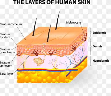 Structure Of The Skin And Subcutaneous Tissue