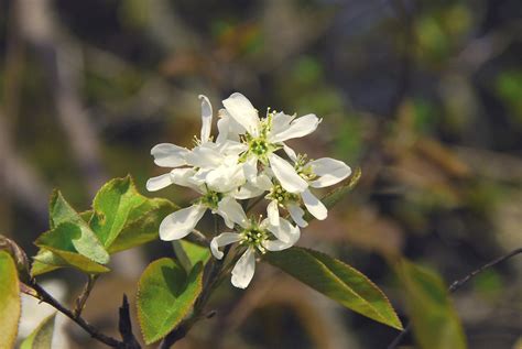 Amelanchier arborea (downy servicberry, downy shadbush): Go Botany