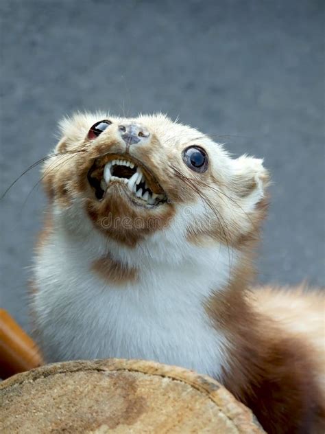 Weasel stock photo. Image of mammal, stuffed, teeth, furry - 27206716