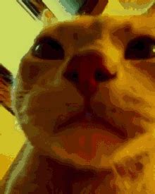 Disco Cat Dokales GIF - Disco Cat Dokales Cat - Discover & Share GIFs