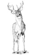 White-tailed deers coloring pages | Free Coloring Pages
