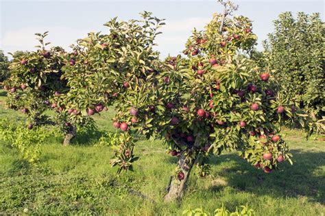 Arkansas Black Apple – Chestnut Hill Outdoors