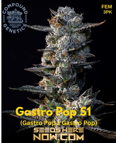 Gastro Pop S1 Feminized Seeds [3pk] | Compound Genetics