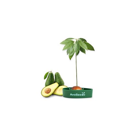 Avocado Growing Kit Cashback Rebates - RebateKey