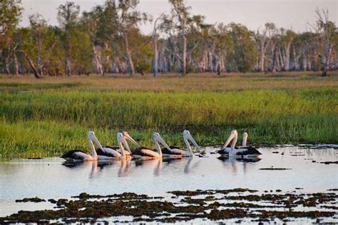 What Is a Wetland? - Definition, Types, Characteristics and Importance