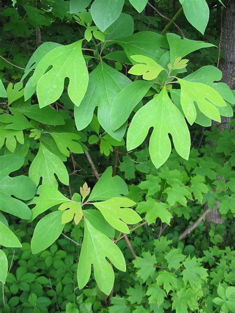 The Sassafras Tree Is an Interesting Native Species - Horticulture