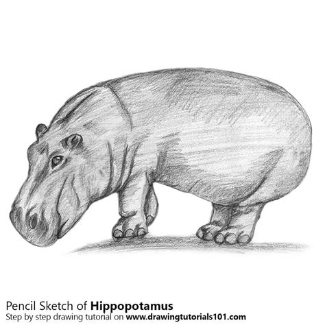 Hippopotamus Pencil Drawing - How to Sketch Hippopotamus using Pencils ...